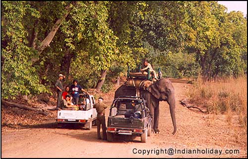 Bandhavgarh National Park Picture Gallery