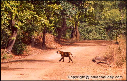 Images of Tiger in Bandhavgarh