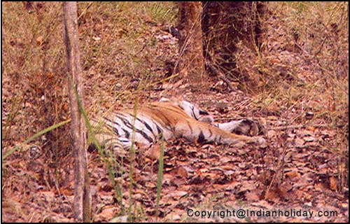 Bandhavgarh National Park Picture Gallery