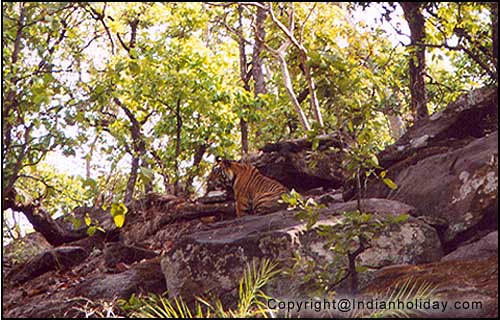 Bandhavgarh National Park Picture Gallery