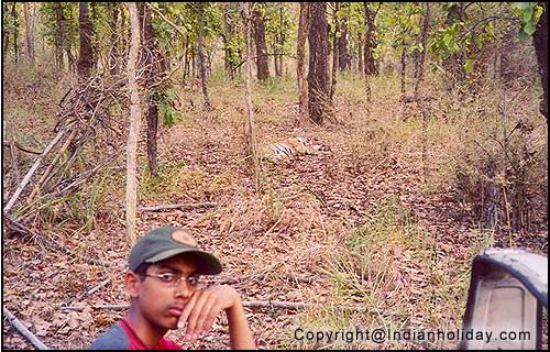 Bandhavgarh National Park Picture Gallery