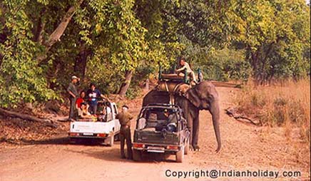 A choice of safaris at Bandhavgarh