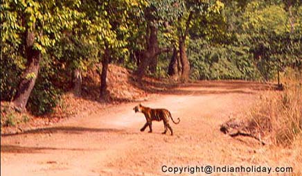 Tiger at Bandhavgarh