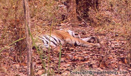 Afternoon nap at Bandhavgarh