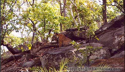 On the lookout at Bandhavgarh
