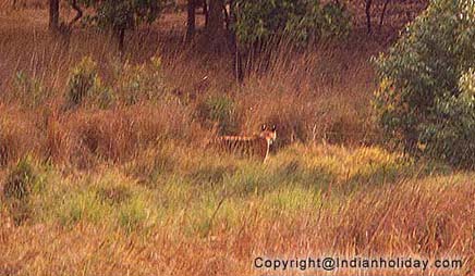 Stalking its prey at Bandhavgarh