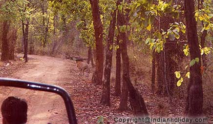 On the prowl in Bandhavgarh
