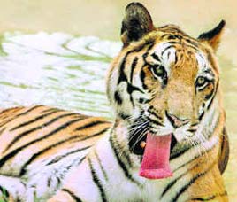  Bandhavgarh National Park