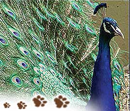 Birds in Ranthambore