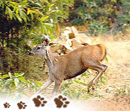 Bandhavgarh National Park, Bandhavgarh Conservation History