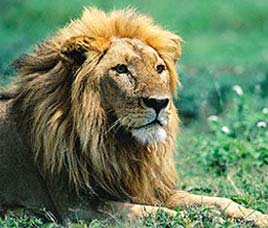 Fauna in Bandhavgarh