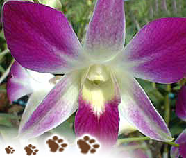 Flora in Bandhavgarh National Park