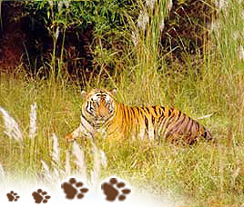 Wildlife in Bandhavgarh National Park