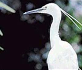 Birds in Bandipur Wildlife Sanctuary