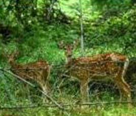 Fauna in Bandipur