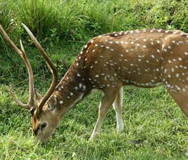 Bandipur Happenings