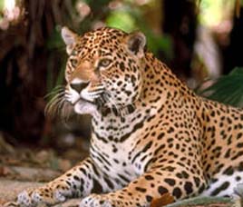 Wildlife in Bandipur Wildlife Sanctuary