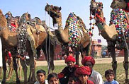 Camel Festival