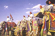Elephant Festival