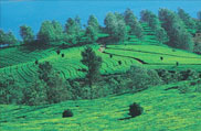 Coorg Hill Station