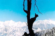 Dalhousie