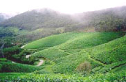 Munnar