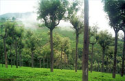 Ooty Hill Station,Tamil Nadu