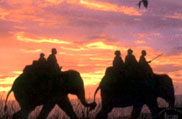 Elephant Ride in Bandhavgarh
