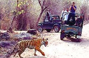Jeep Safari in Ranthambore