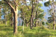 Anshi National Park, Karnataka