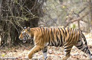 Bandhavgarh National Park, Madhya Pradesh