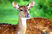 Bandipur National Park, Karnataka