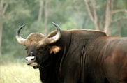 Betla National Park, Jharkhand