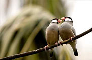 Bharatpur Bird Sanctuary