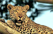 Chandoli National Park, Maharashtra