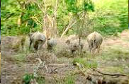 Corbett National Park, Uttarakhand