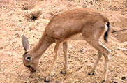 Desert National Park, Rajasthan