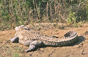 Dudhwa National Park, Uttar Pradesh