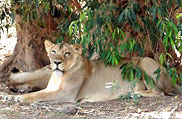 Gir National Park, Gujarat