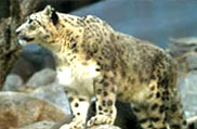 Hemis National Park, Jammu and Kashmir