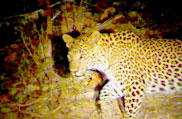 Indravati National Park, Chhattisgarh