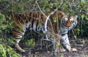 Jim Corbett National Park