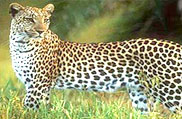 Kishtwar National Park, Jammu and Kashmir