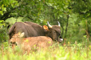 Kudremukh National Park, Karnataka