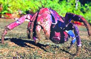 Mahatma Gandhi Marine National Park, Andaman and Nicobar