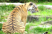Manas National Park, Assam