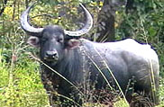 Mouling National Park, Arunachal Pradesh