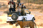 Mount Abu Wildlife Sanctuary, Rajasthan