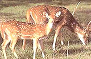 Namdapha National Park, Arunachal Pradesh