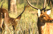 Nanda Devi National Park, Uttarakhand
